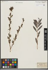 Foto von Salix purpurea L. x Salix repens L.